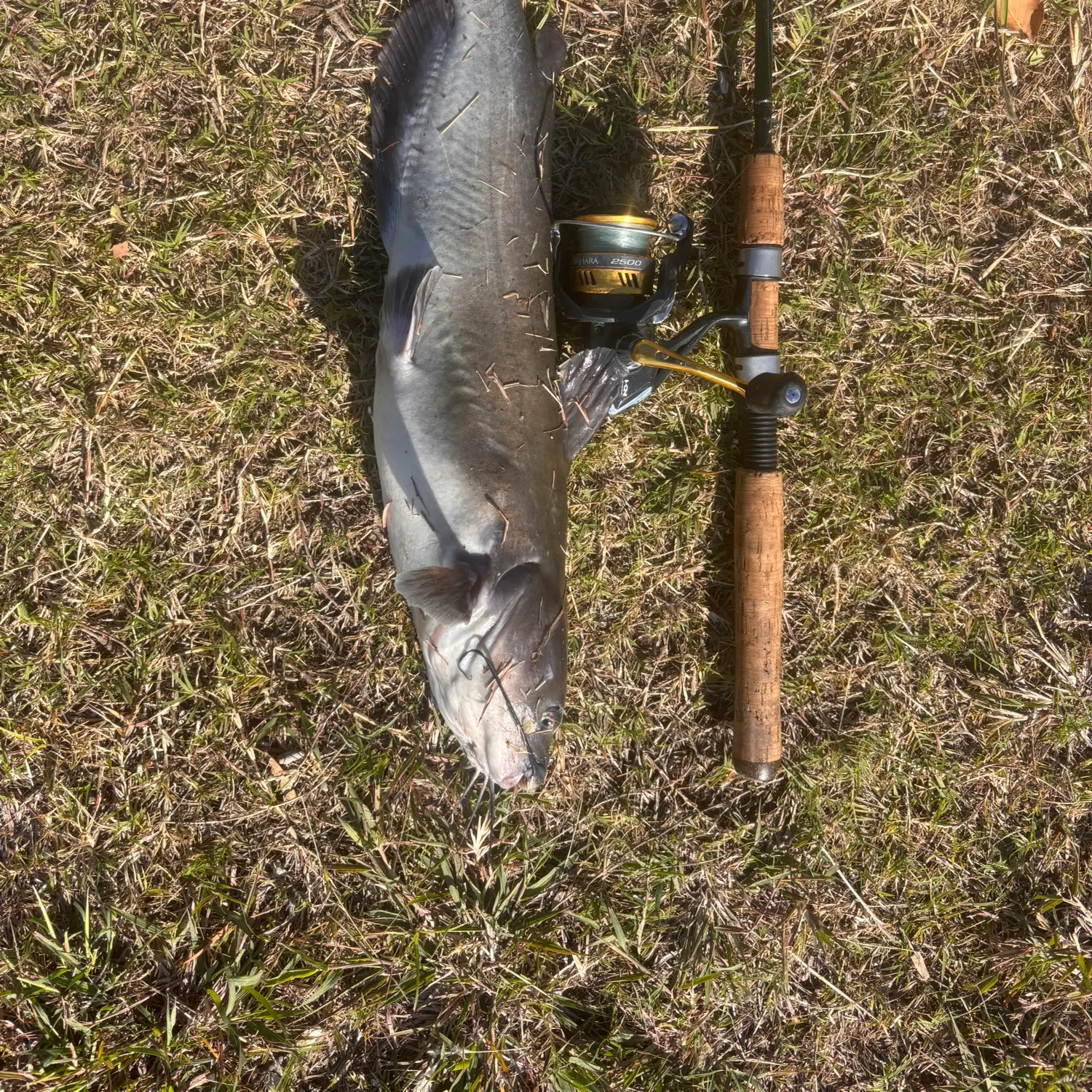 Channel catfish caught on Fishbrain