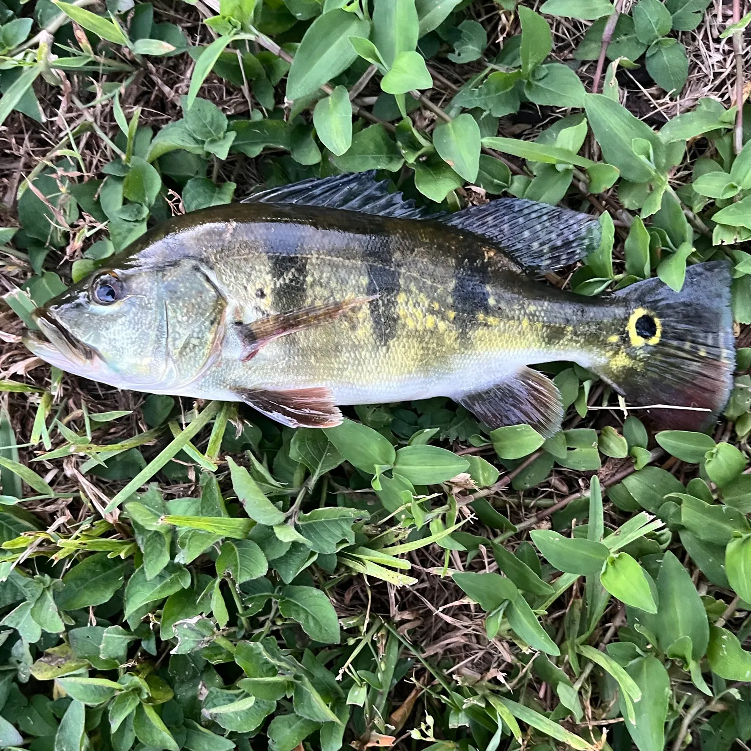 Butterfly peacock bass caught on Fishbrain