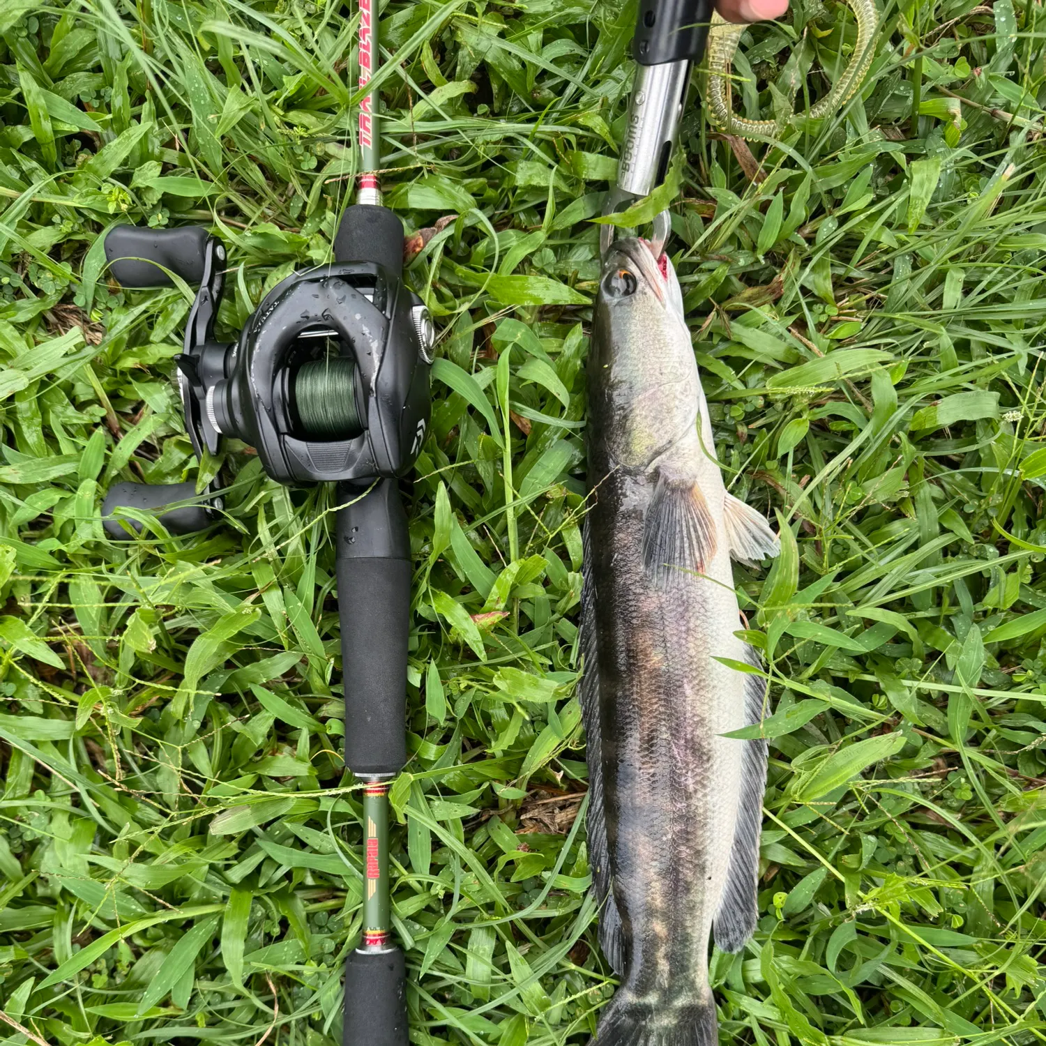 The most recent Indonesian snakehead catches on Fishbrain