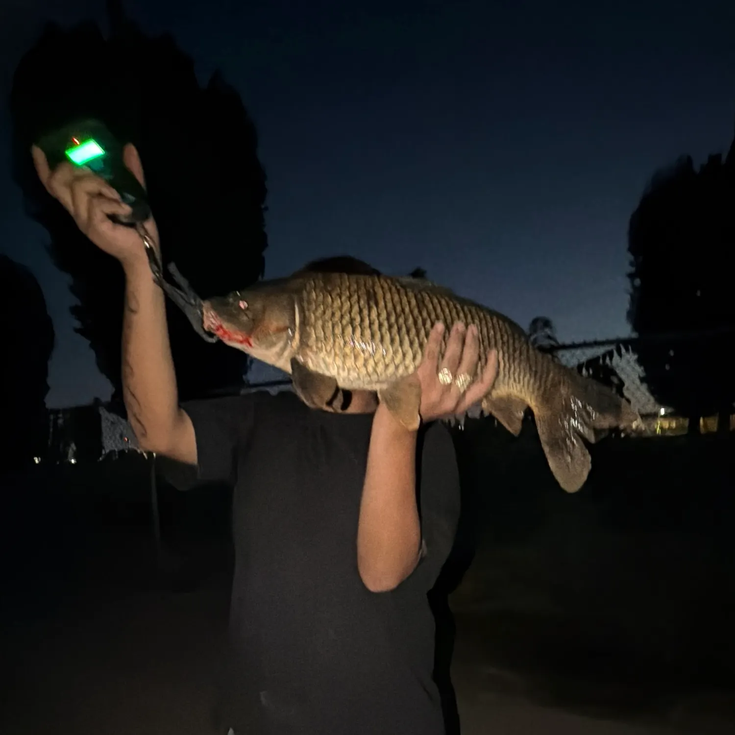 Common carp caught on Fishbrain