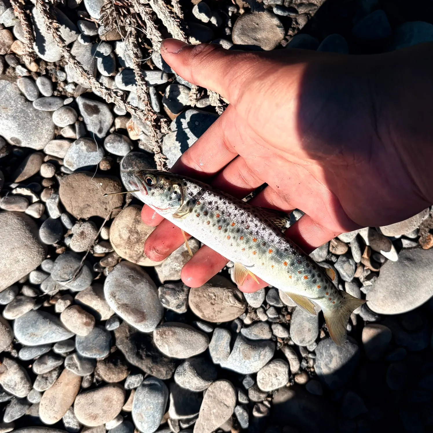 Lake trout caught on Fishbrain