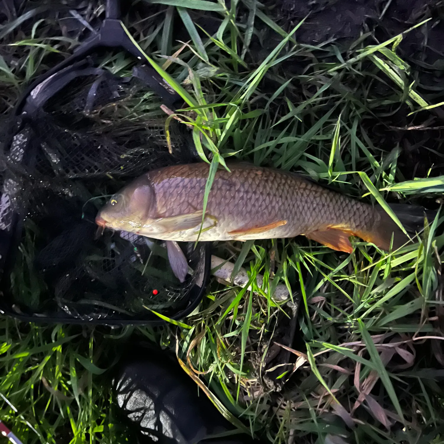 Common carp caught on Fishbrain
