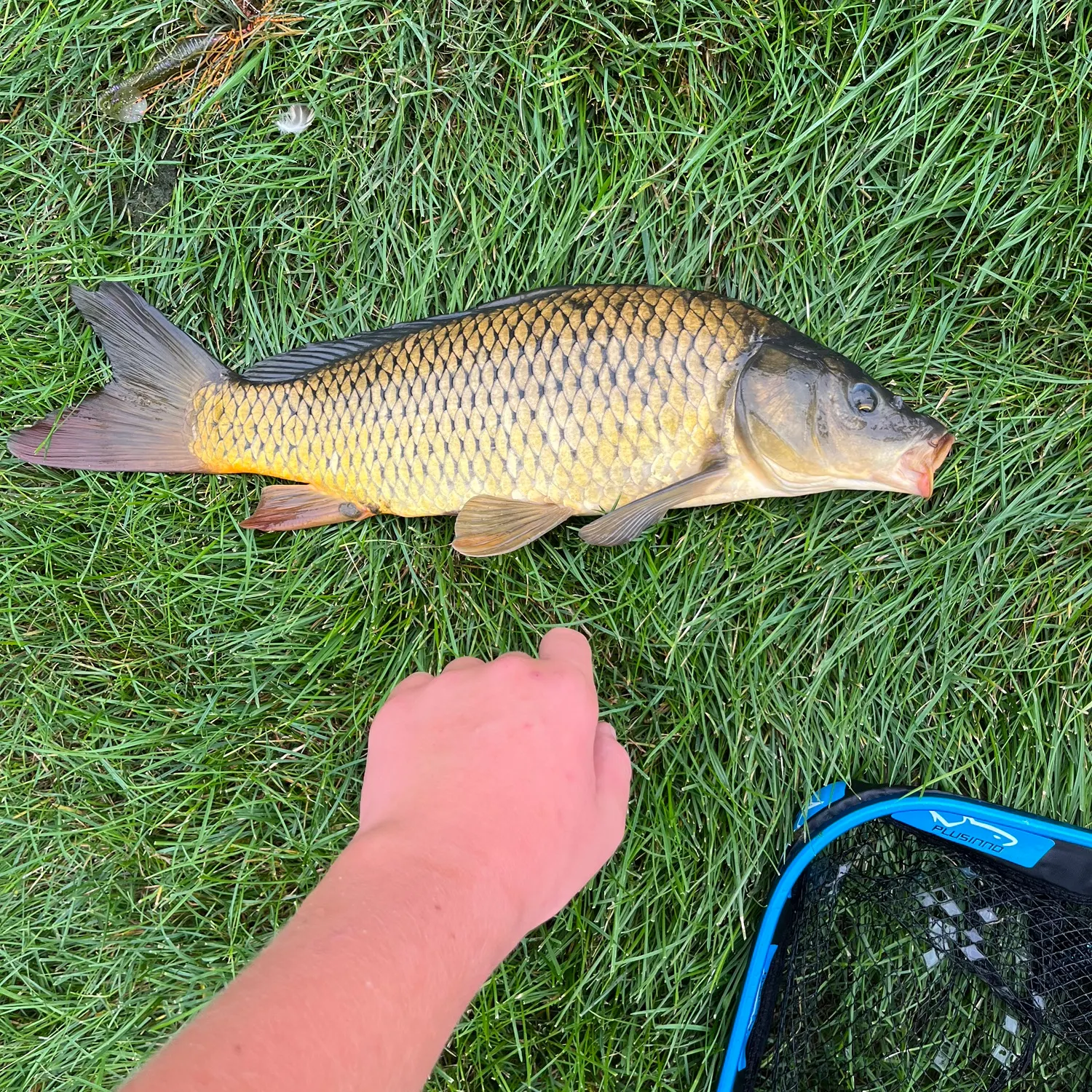 Common carp caught on Fishbrain