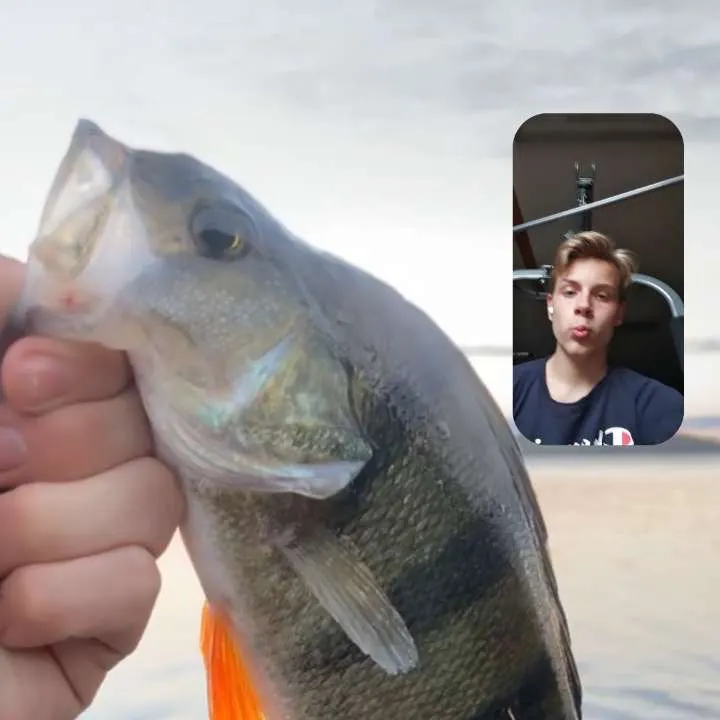European perch caught on Fishbrain