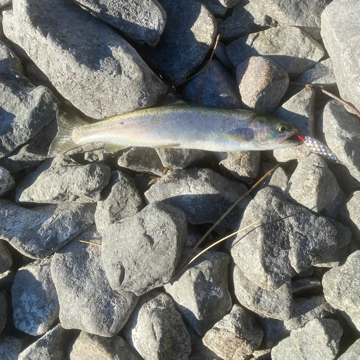 Rainbow trout caught on Fishbrain
