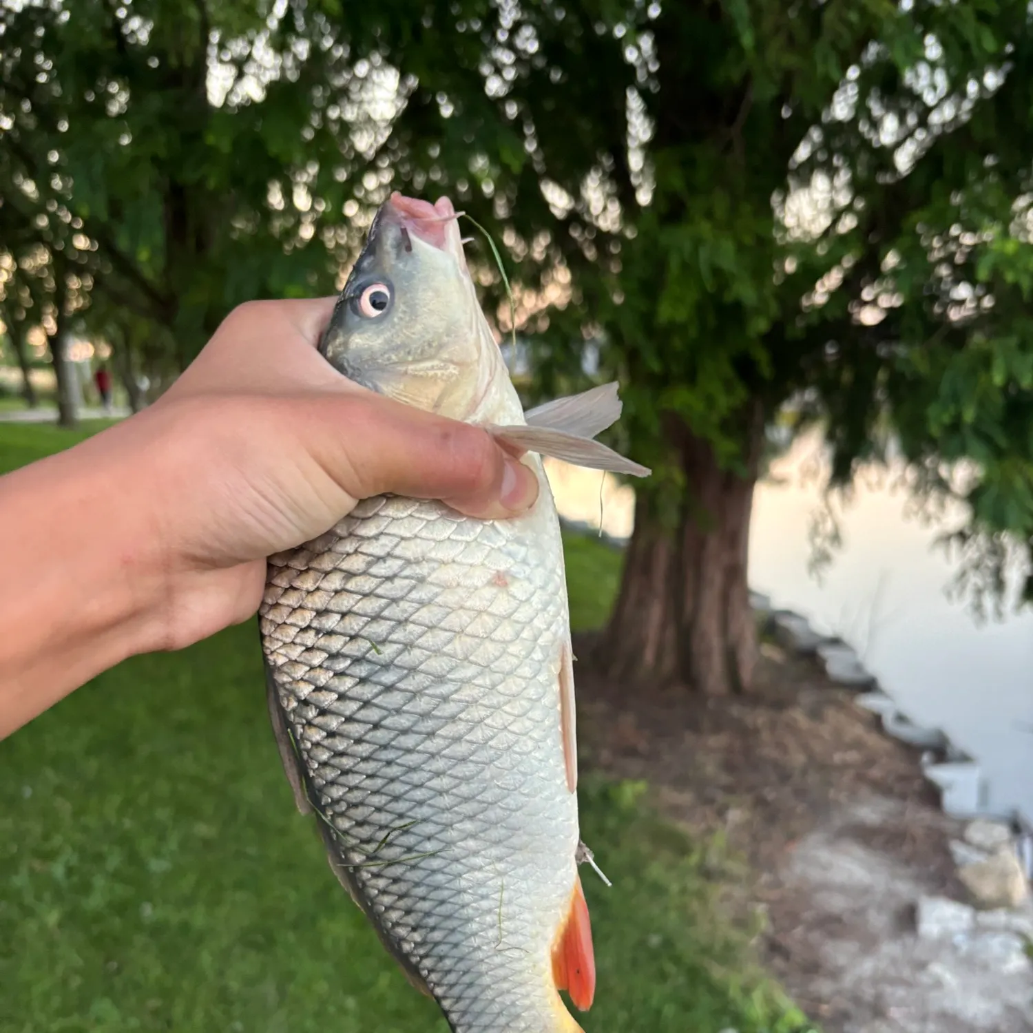 Common carp caught on Fishbrain
