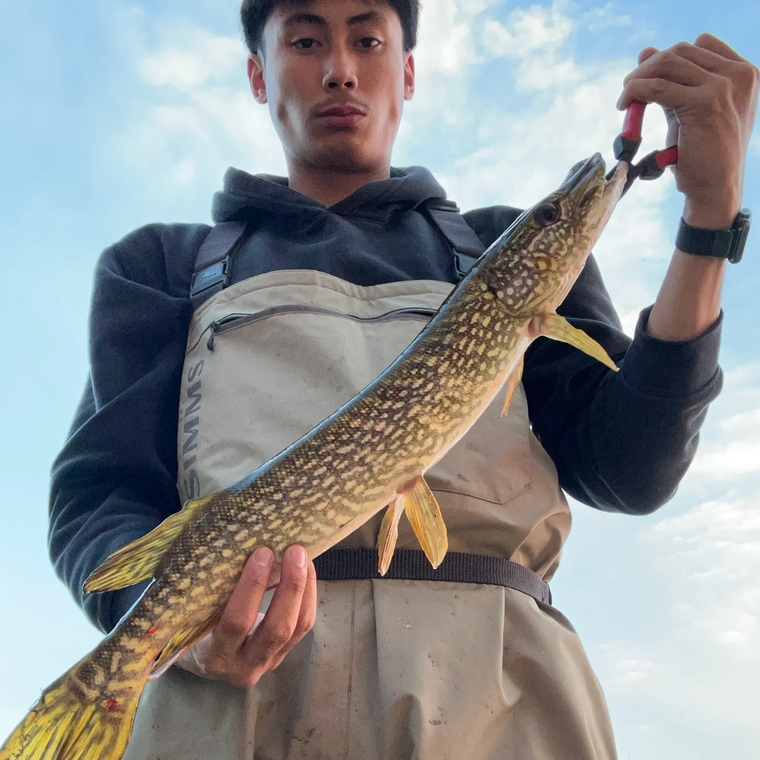 Northern pike caught on Fishbrain