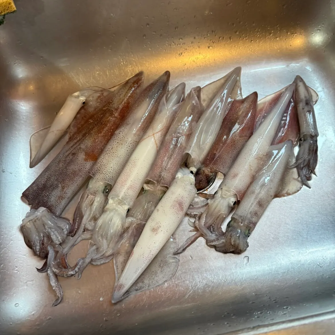 The most recent Longfin inshore squid catches on Fishbrain