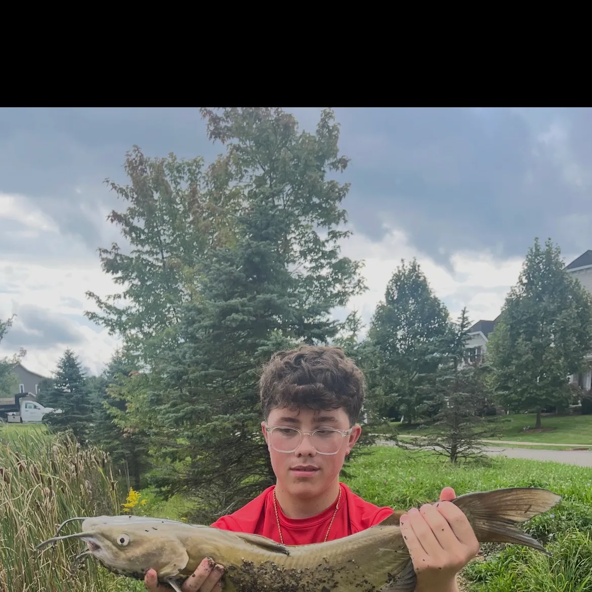 Channel catfish caught on Fishbrain