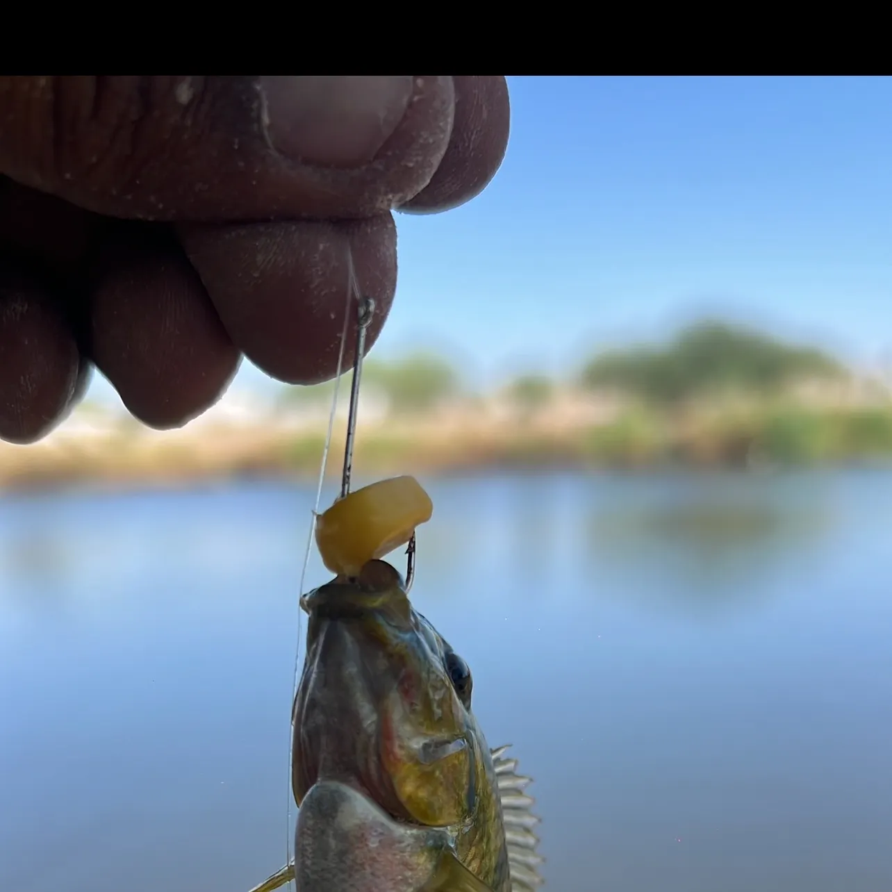 The most recent Redbreast tilapia catches on Fishbrain