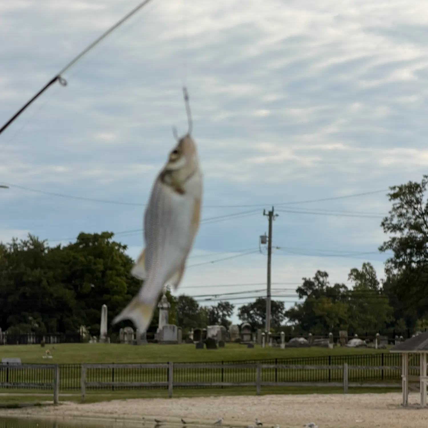 White perch caught on Fishbrain