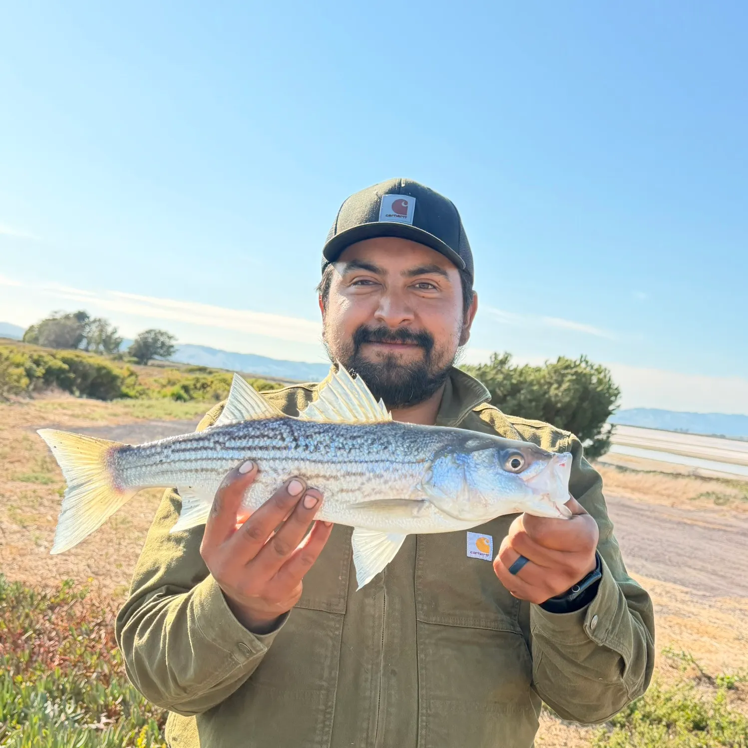 Striped bass caught on Fishbrain