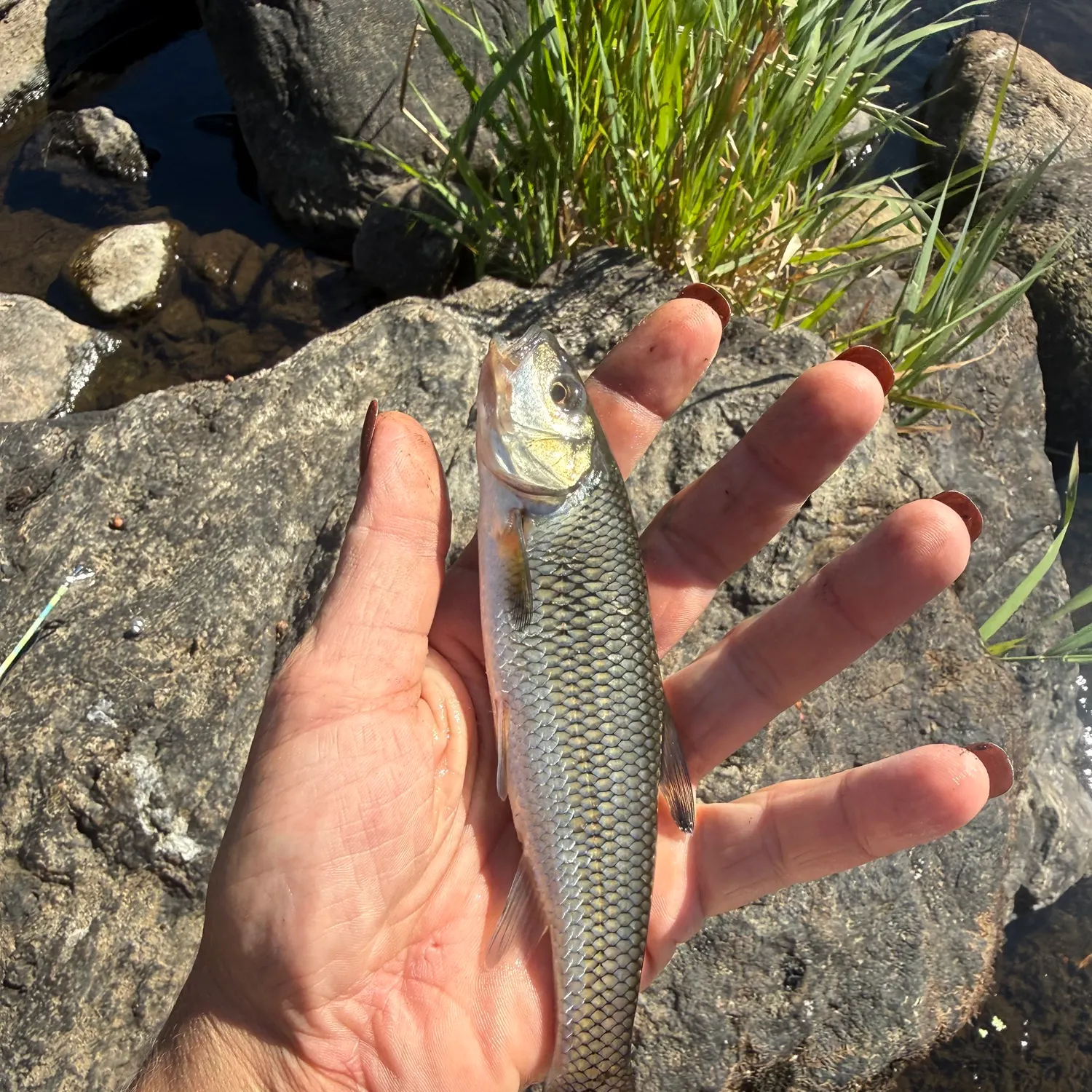 Fallfish caught on Fishbrain