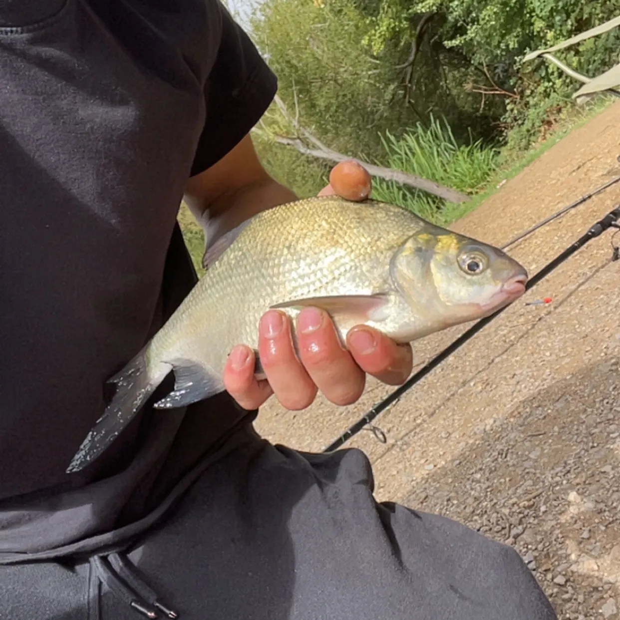 Common bream caught on Fishbrain