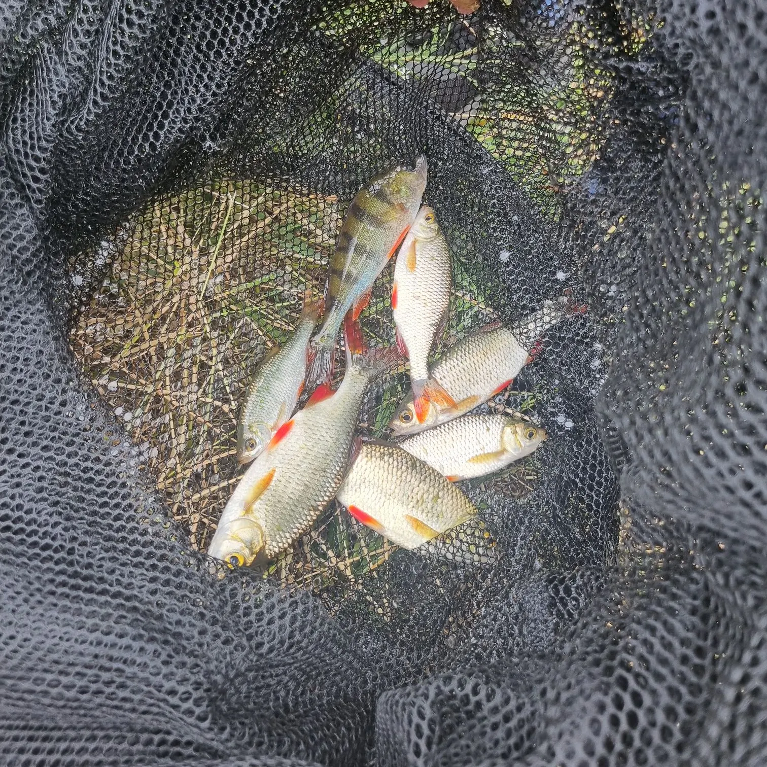 The most recent Common rudd catches on Fishbrain