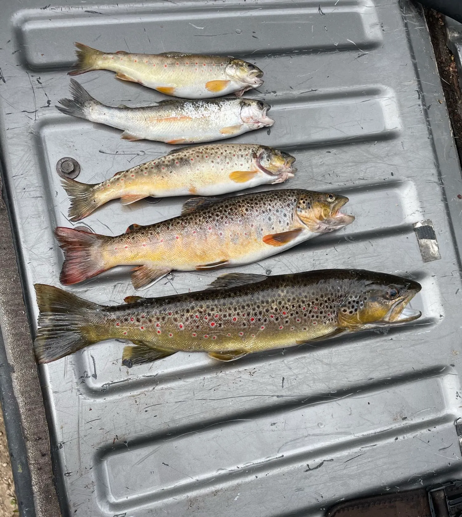 recently logged catches