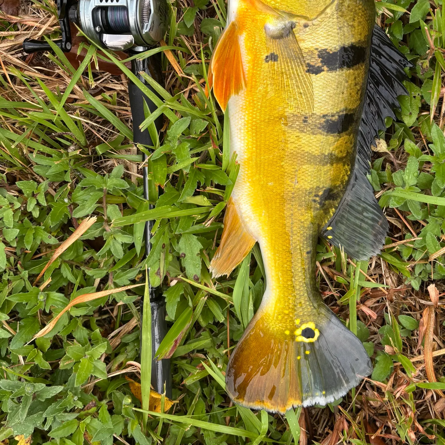 The most recent Monoculus peacock bass catches on Fishbrain