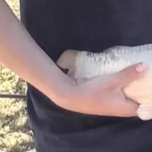 The most recent Ghost carp catches on Fishbrain