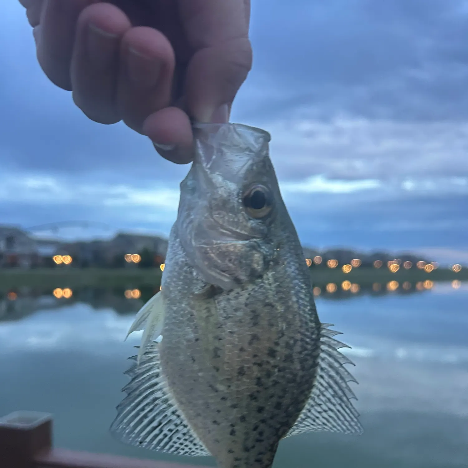 Black crappie caught on Fishbrain