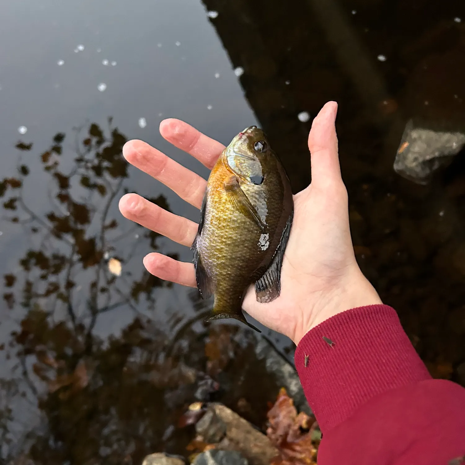 Bluegill caught on Fishbrain
