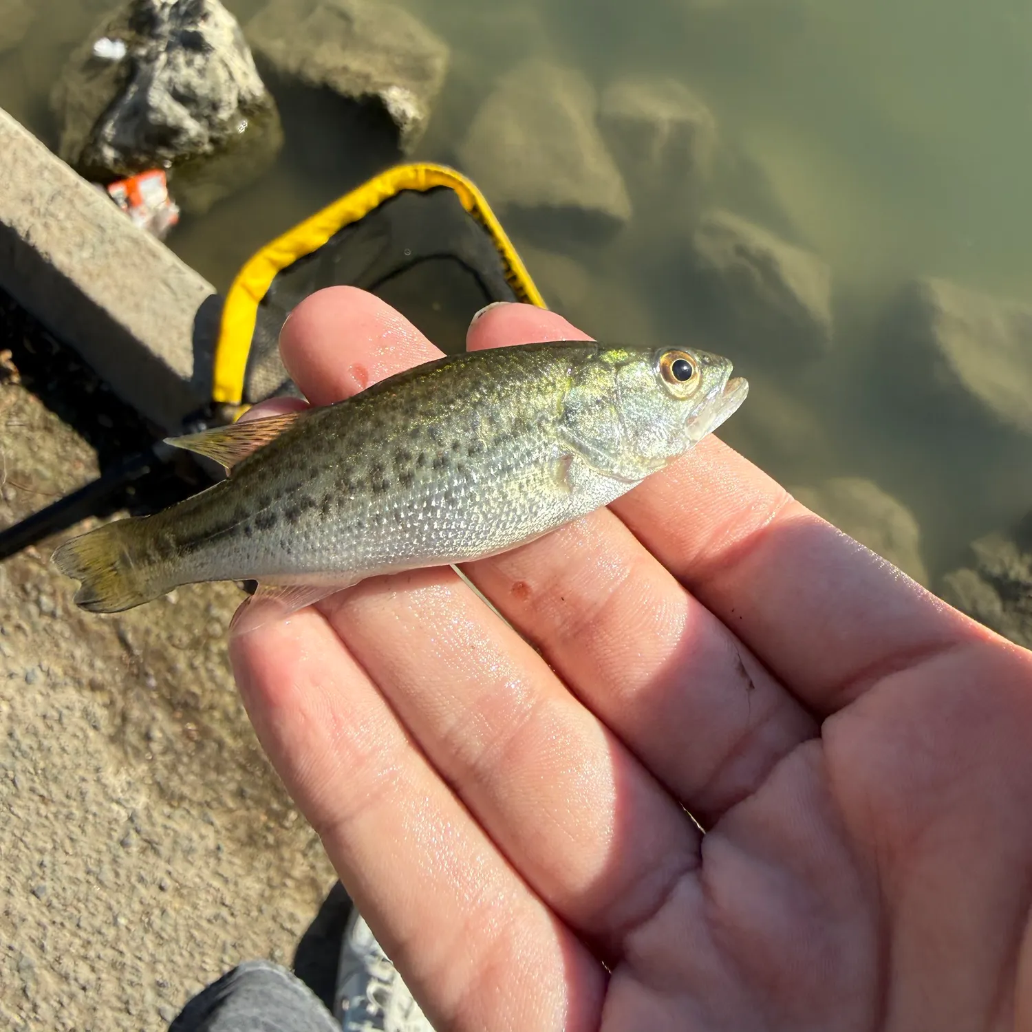 Spotted bass caught on Fishbrain