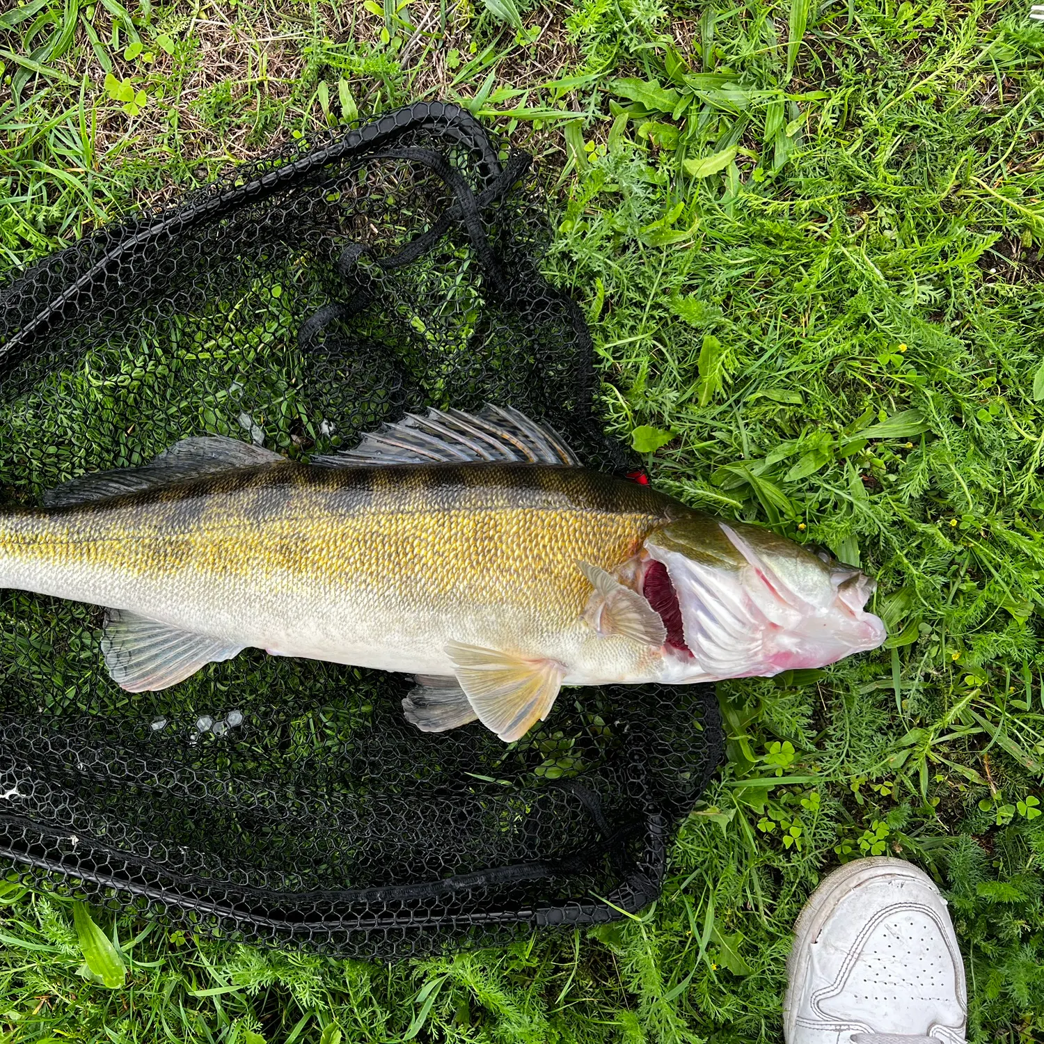 Zander caught on Fishbrain