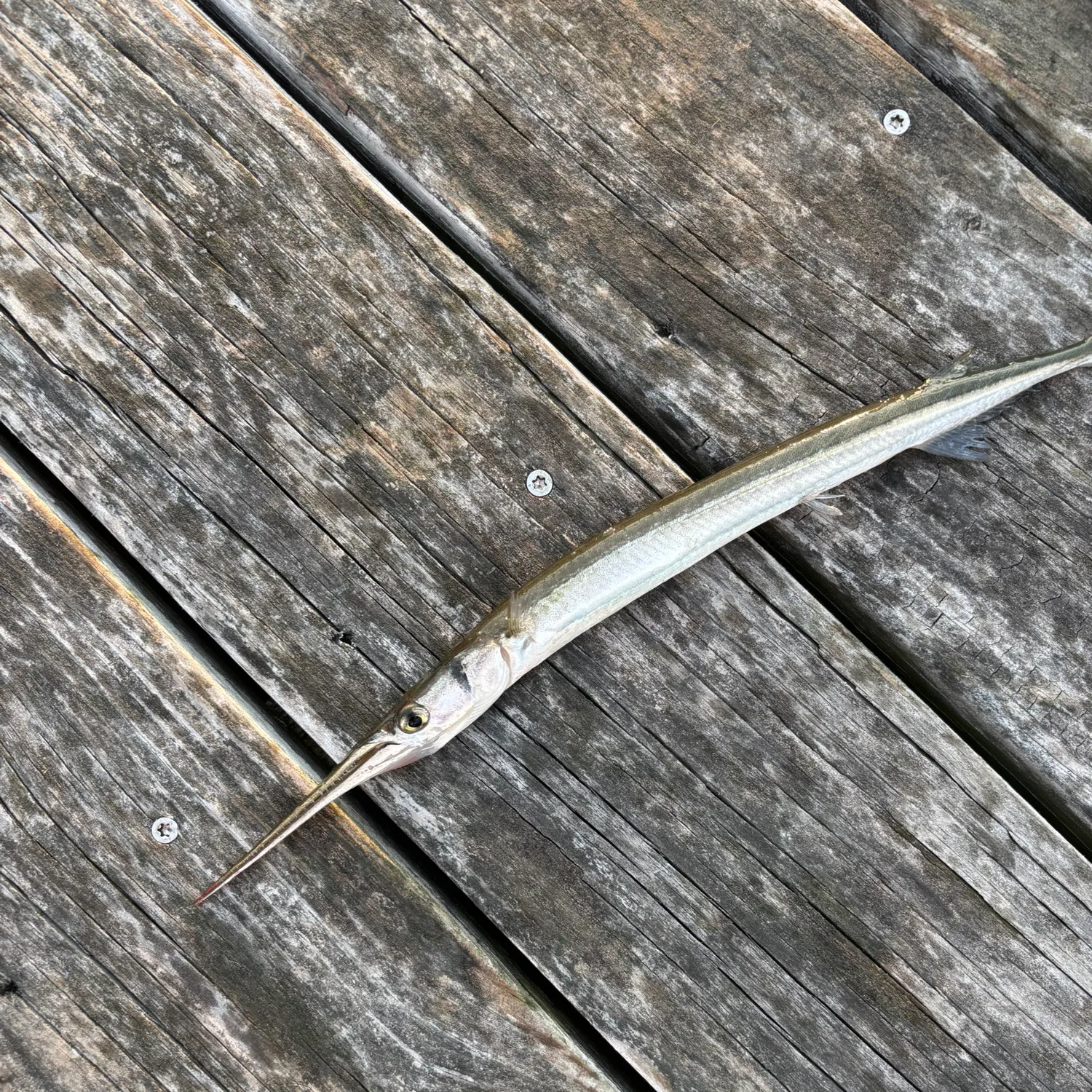 Flat needlefish caught on Fishbrain