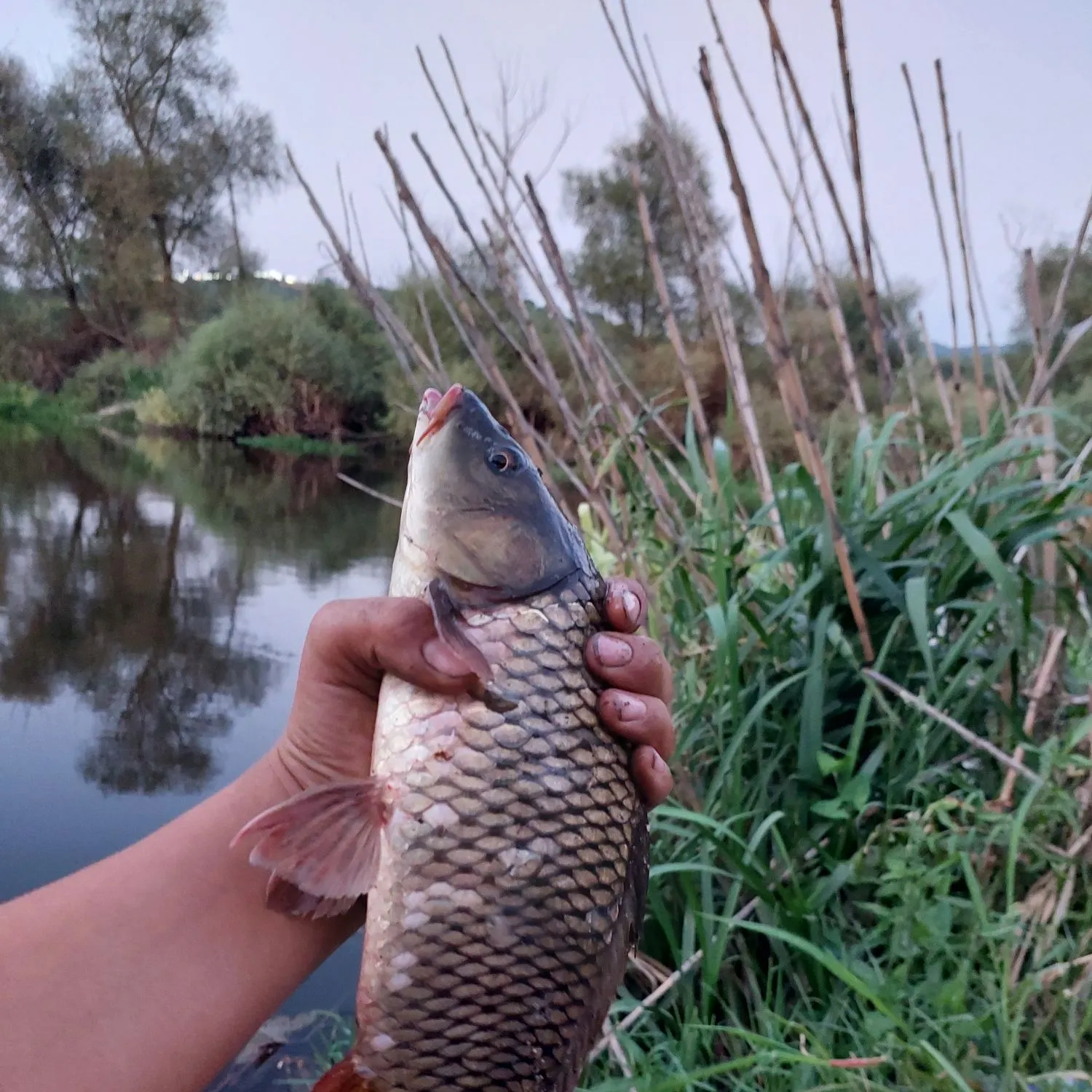 Common carp caught on Fishbrain