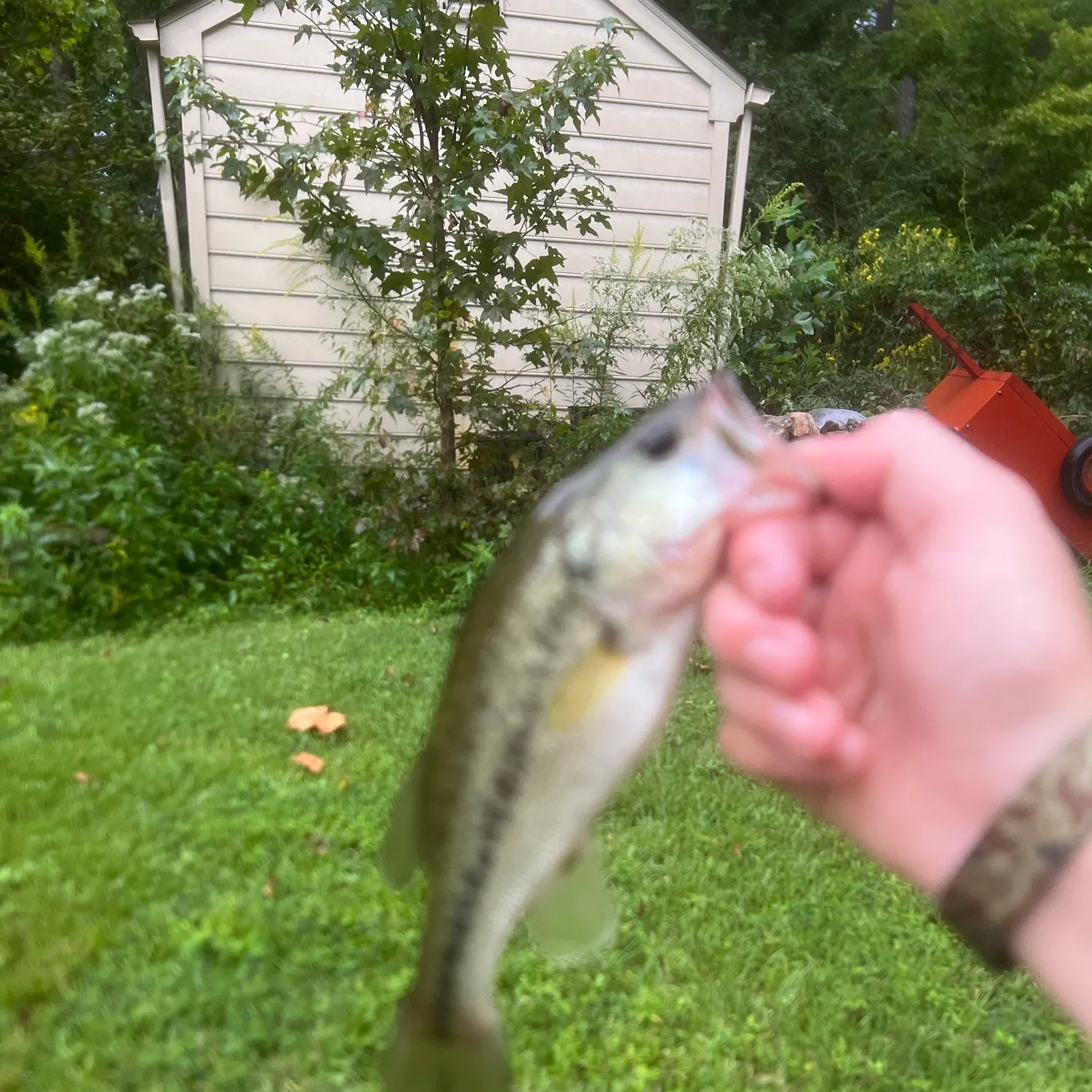 Fish caught on Fishbrain