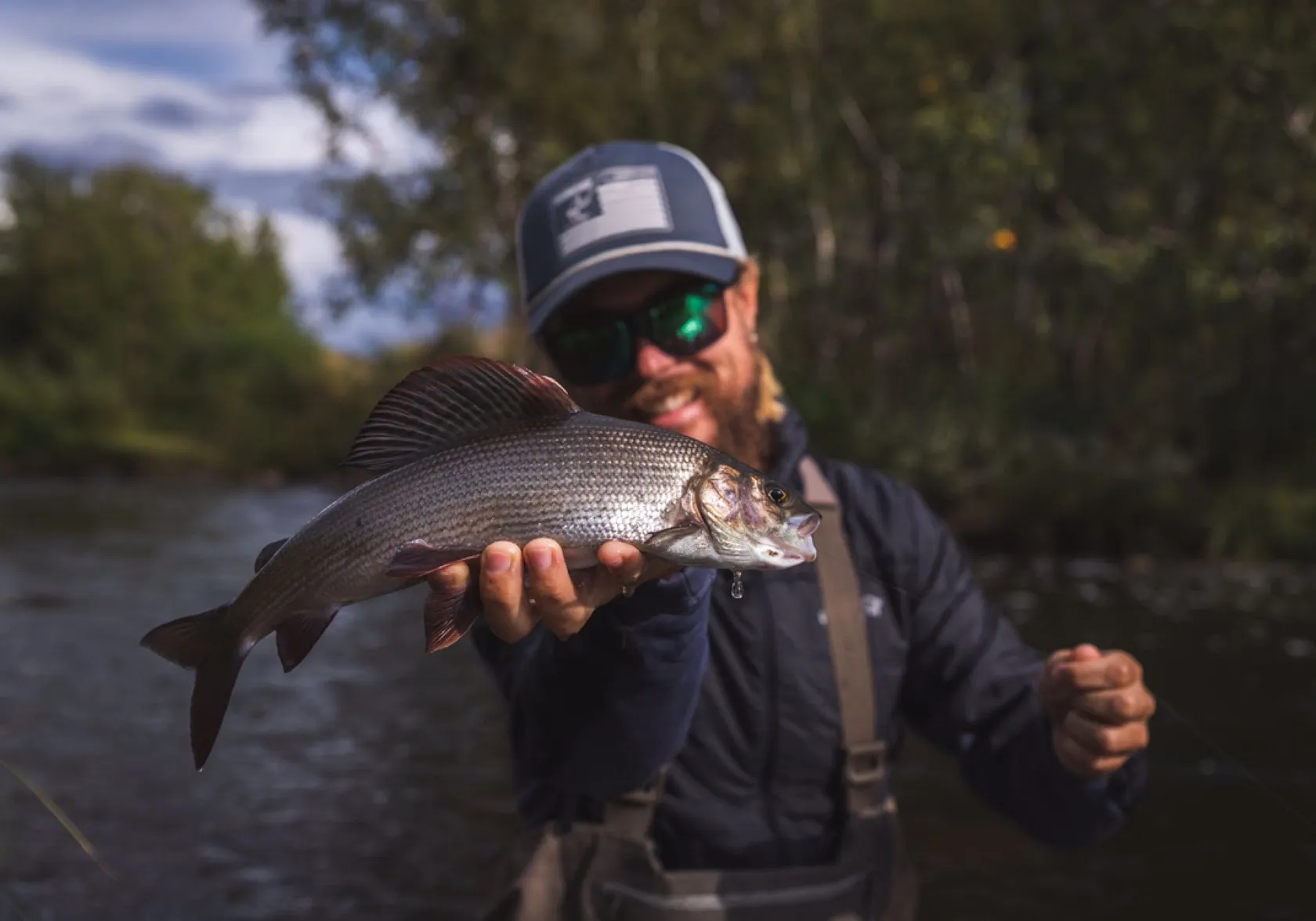 European grayling