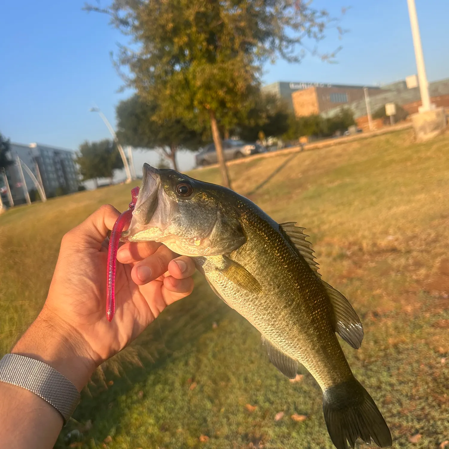 Spotted bass caught on Fishbrain