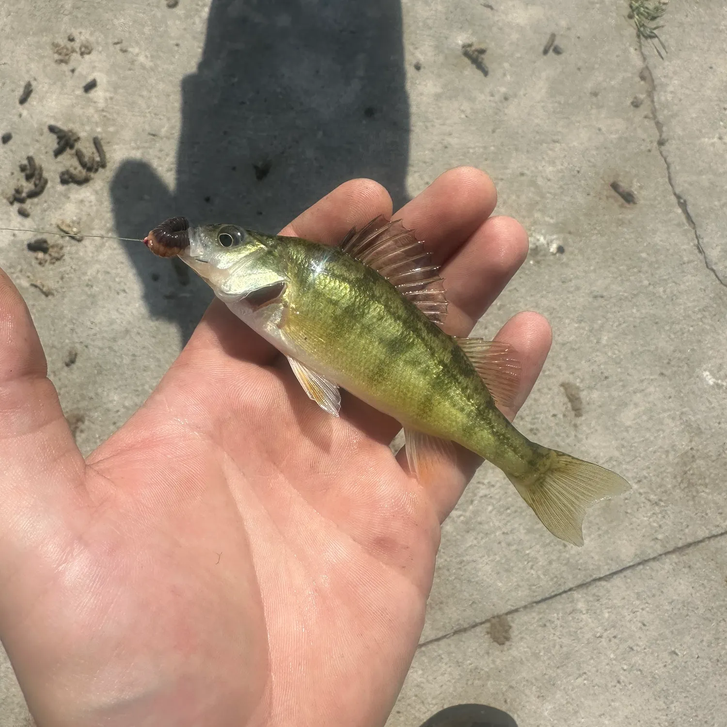Yellow perch caught on Fishbrain