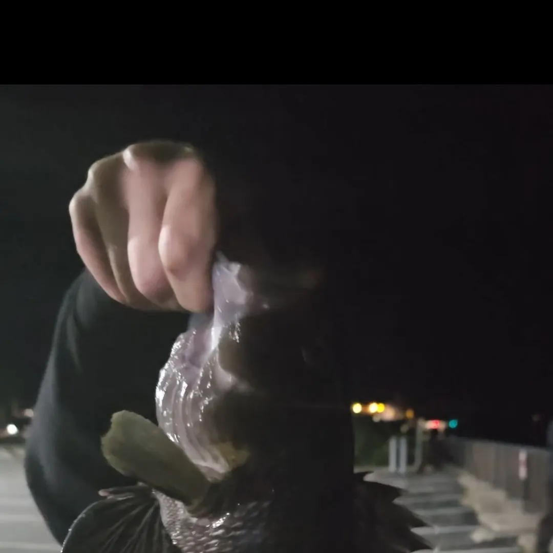 Black sea bass caught on Fishbrain