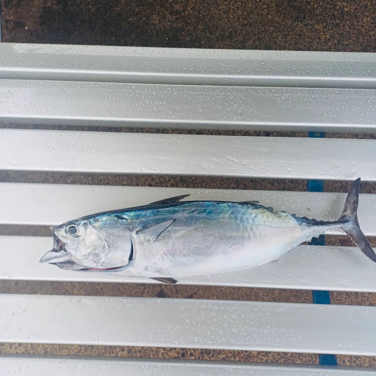The most recent Frigate tuna catches on Fishbrain