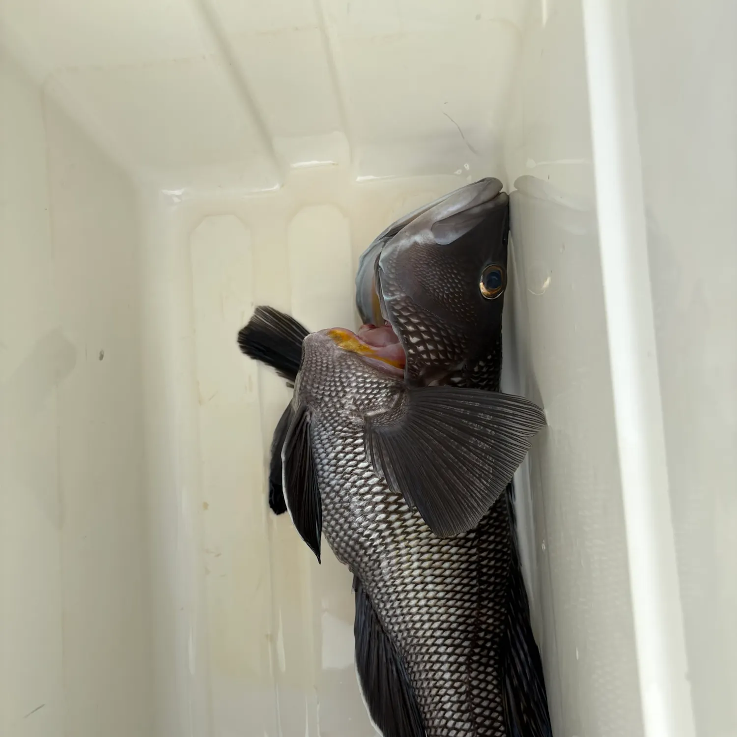 Black sea bass caught on Fishbrain