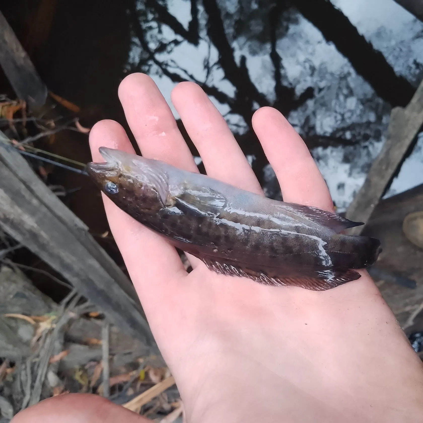 The most recent River blackfish catches on Fishbrain