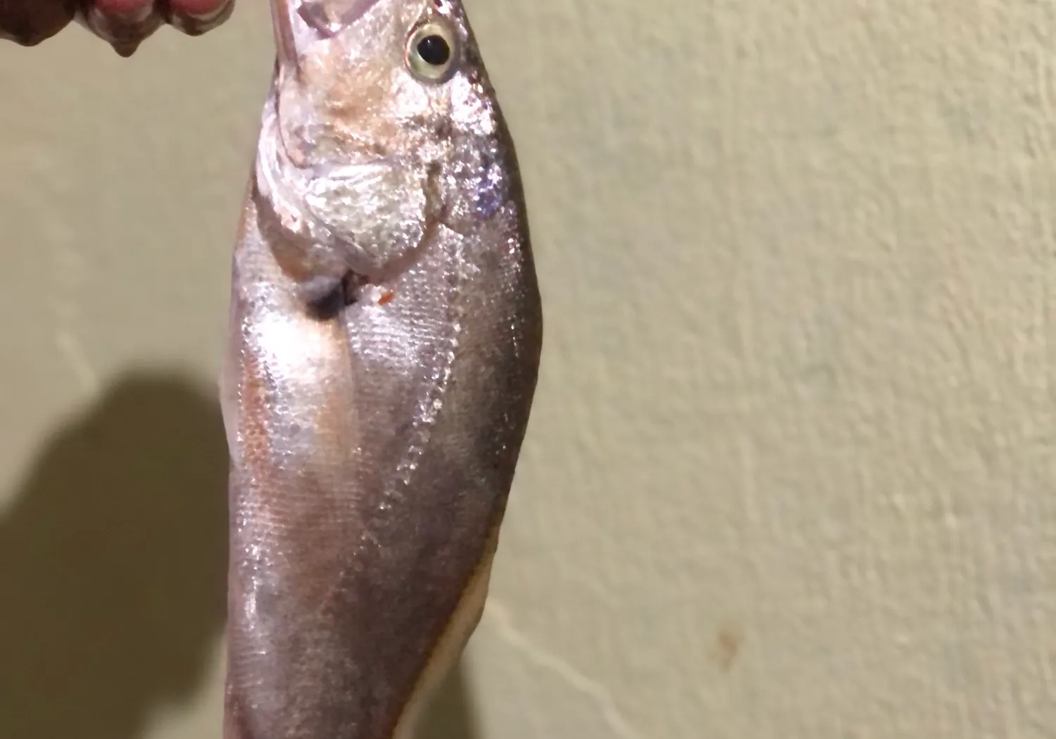 South American silver croaker