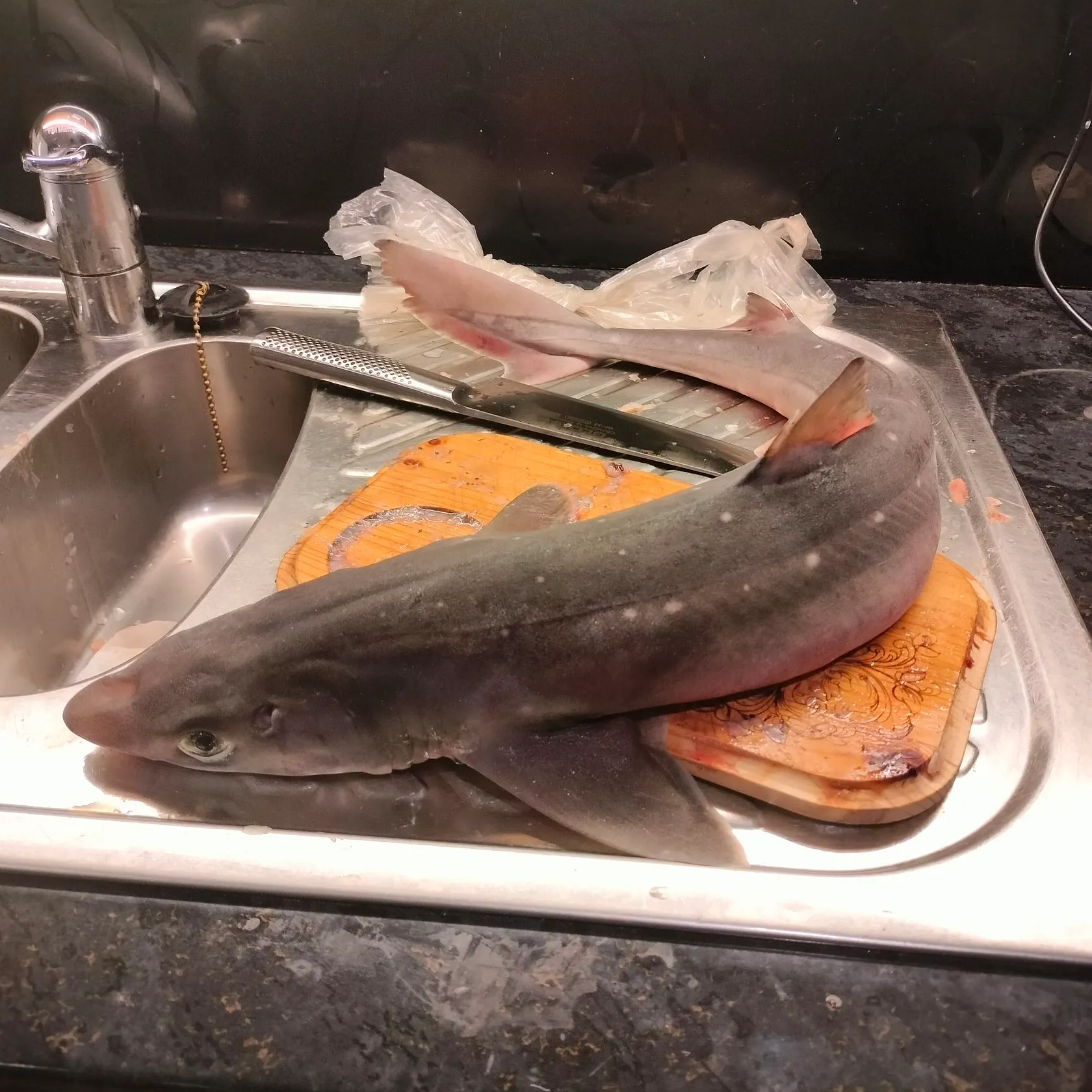 The most recent Piked dogfish catches on Fishbrain