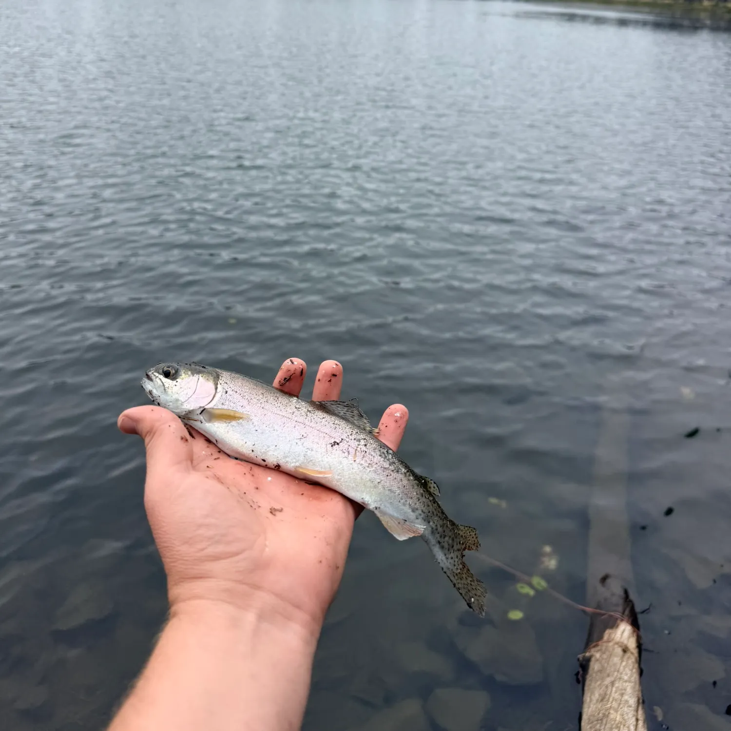 Rainbow trout caught on Fishbrain