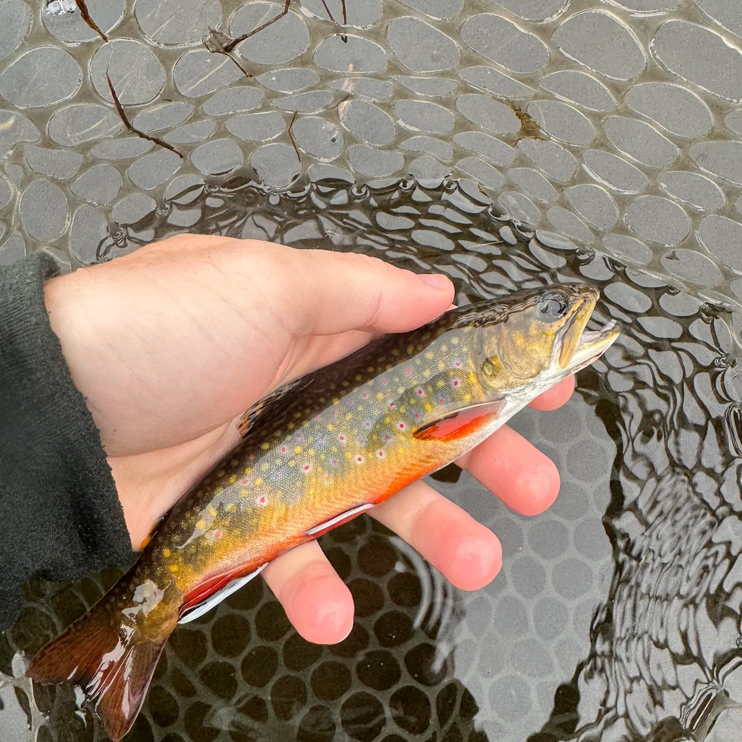 Brook trout caught on Fishbrain