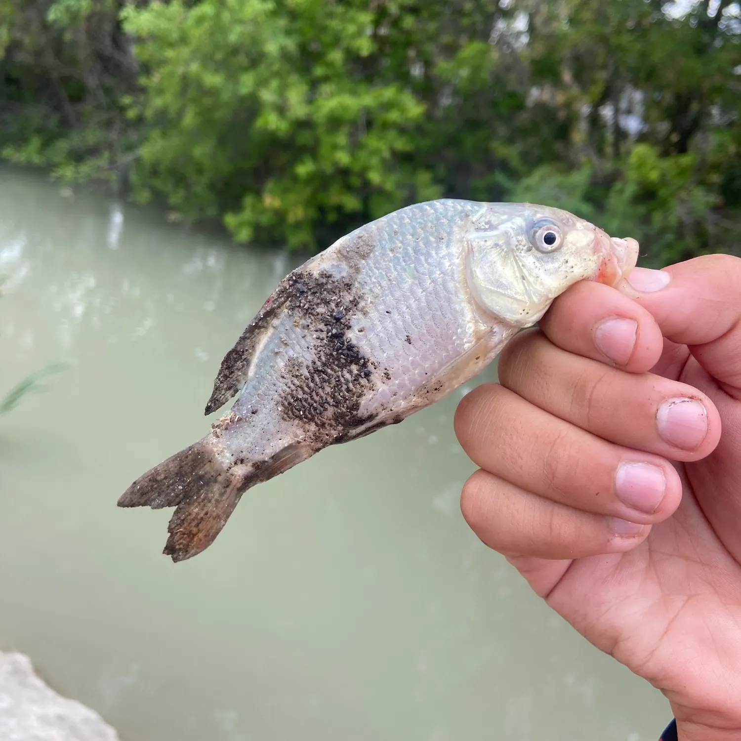 The most recent Common carp catches on Fishbrain