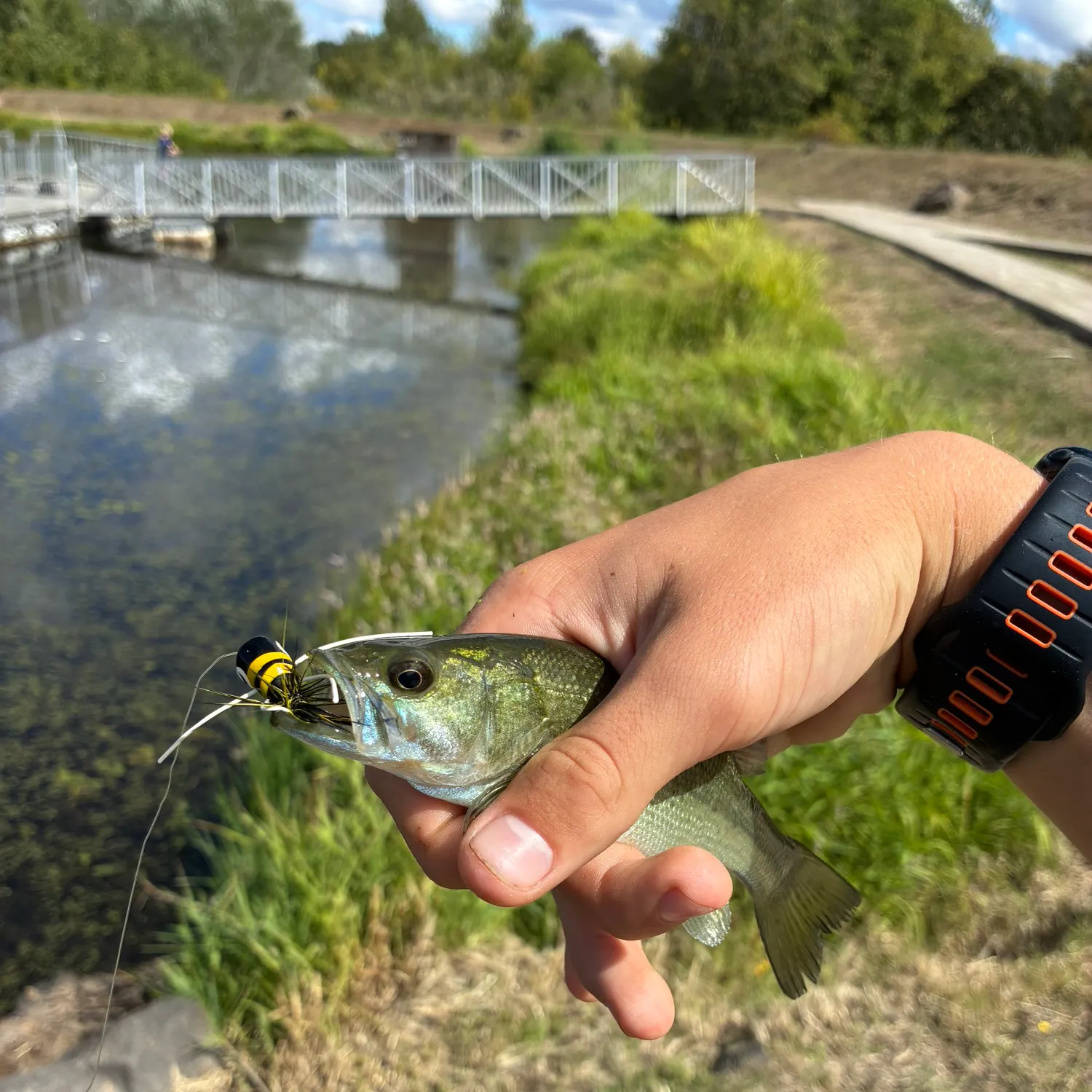 Largemouth bass caught on Fishbrain