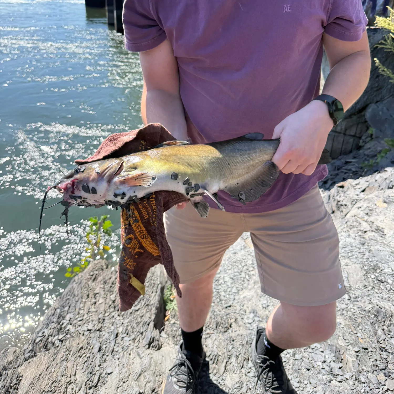 Channel catfish caught on Fishbrain
