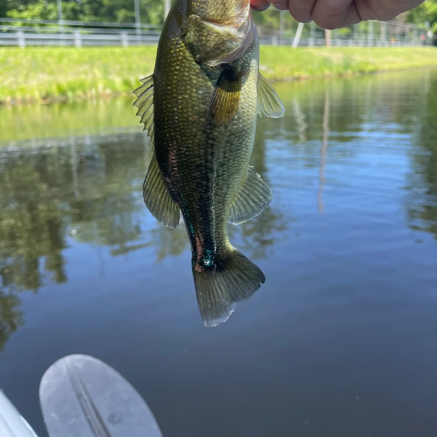 angler catch