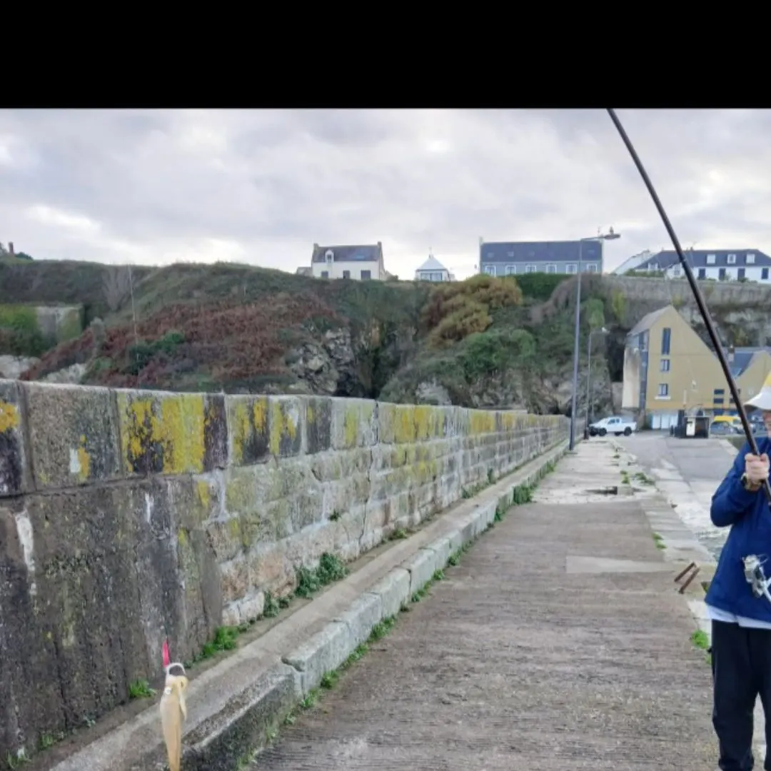 The most recent Southern calamari catches on Fishbrain