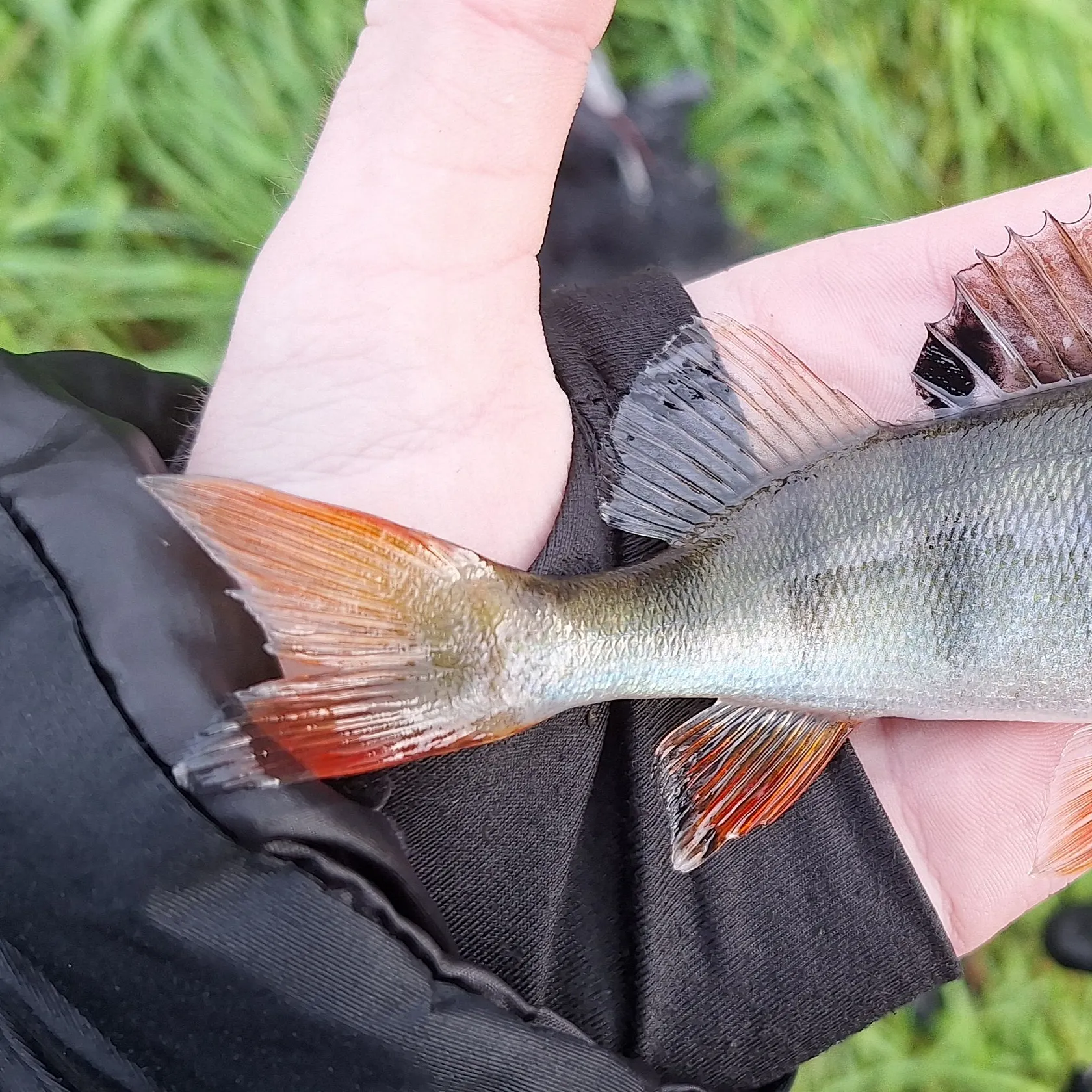 European perch caught on Fishbrain