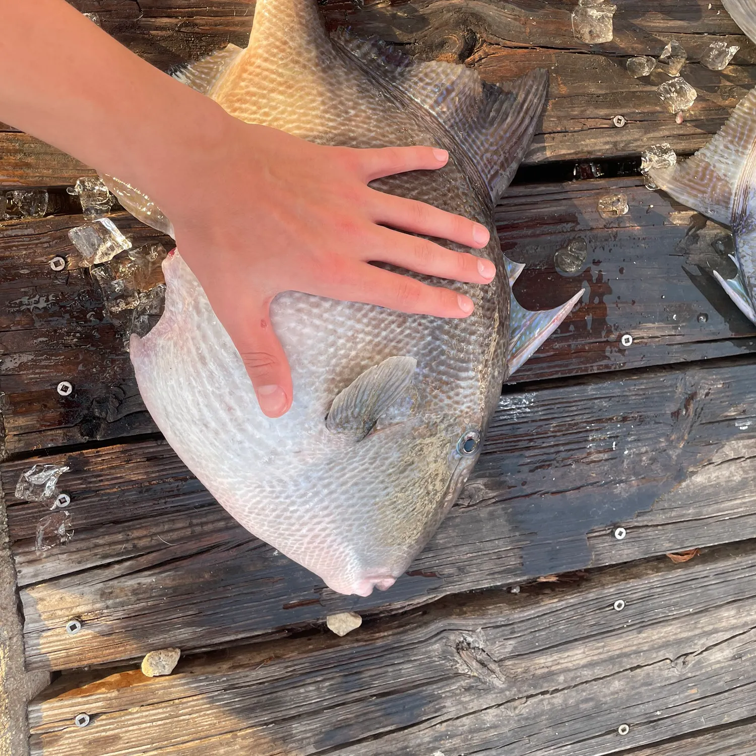 The most recent Grey triggerfish catches on Fishbrain