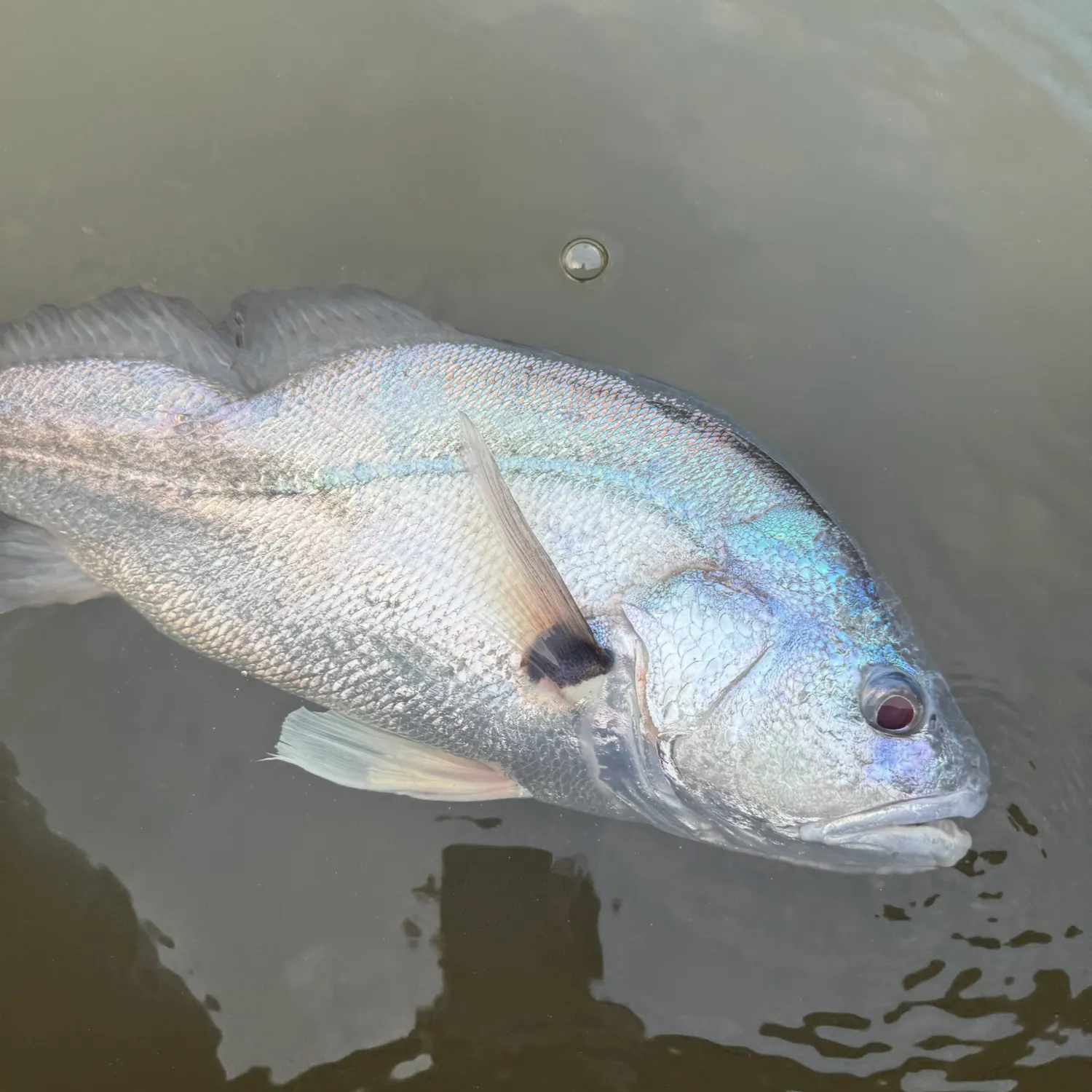 The most recent South American silver croaker catches on Fishbrain