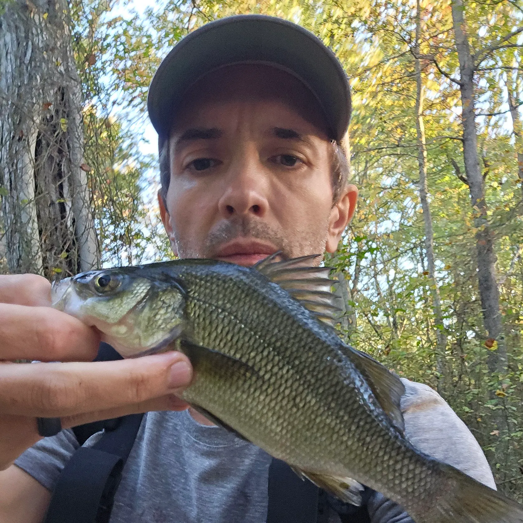 White perch caught on Fishbrain