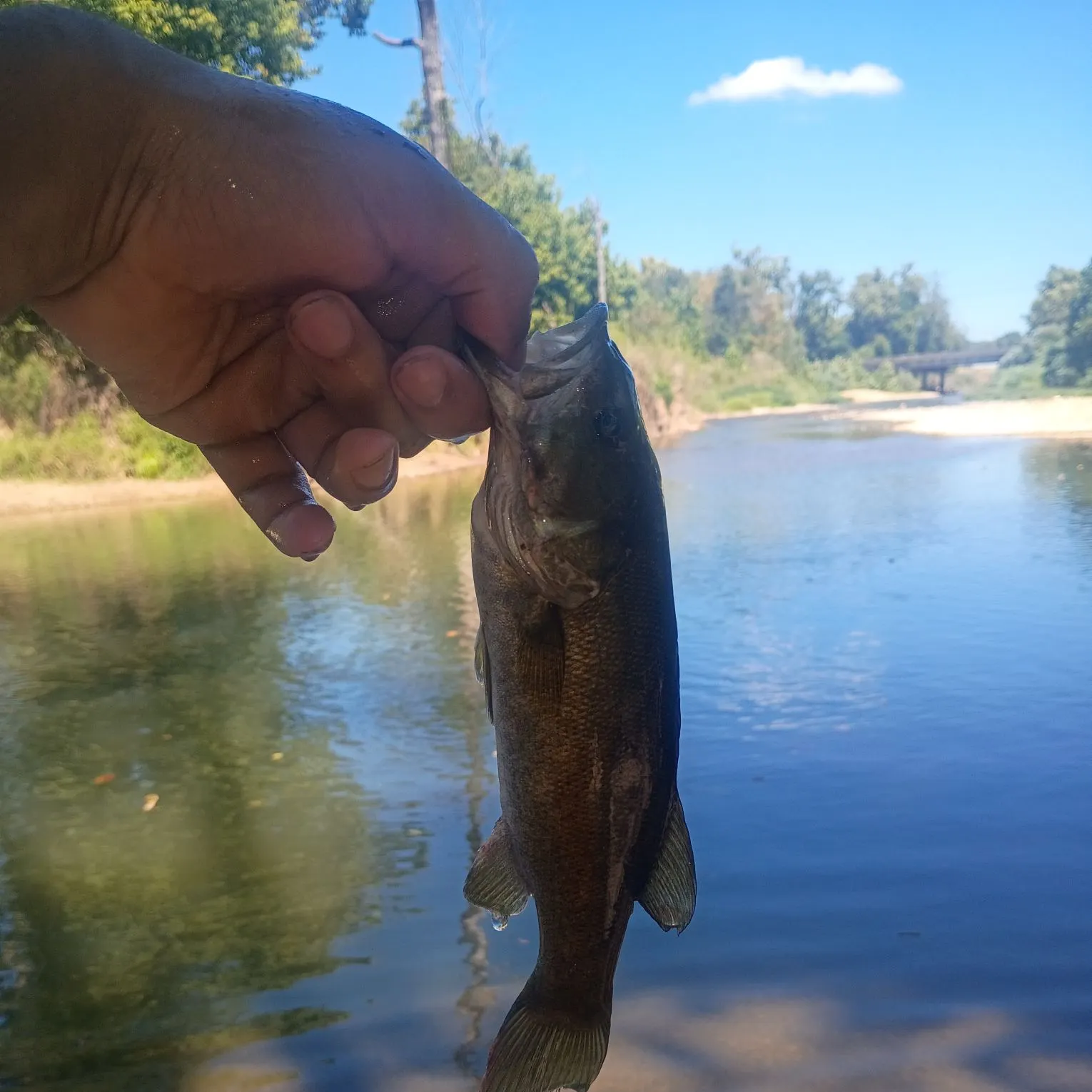 Smallmouth bass caught on Fishbrain